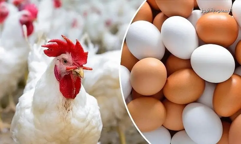 أسعار الفراخ والبيض اليوم 22 يونيو: البيضاء بـ 72 جنيها