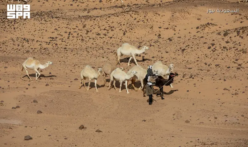 الخيول العربية وقطعان الإبل تبرز أصالة صحارى الحدود الشمالية