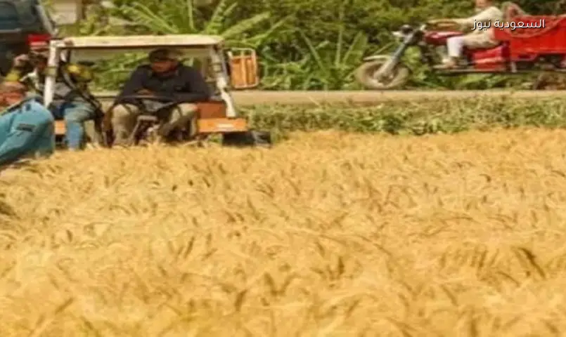 قفزة زراعية بمصر: 3.5 مليون فدان جديدة و10 ملايين طن قمح