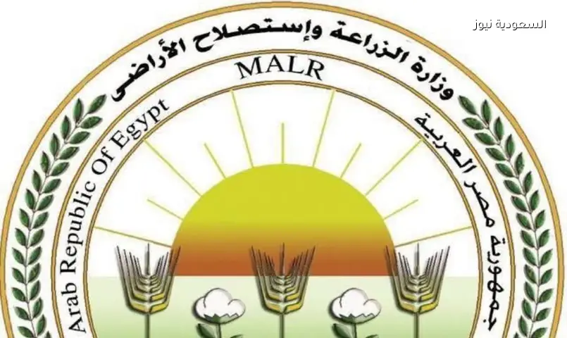 164 ألف فدان قطن مزروعة بمصر: الوزارة تتوقع موسمًا إنتاجيًا متميزًا