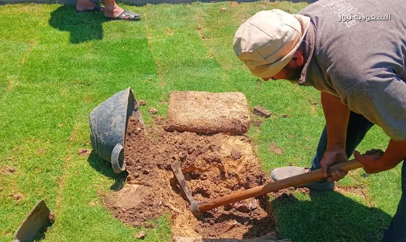 الجيزة تتجمل: مساحات خضراء جديدة تزين الشوارع والأحياء