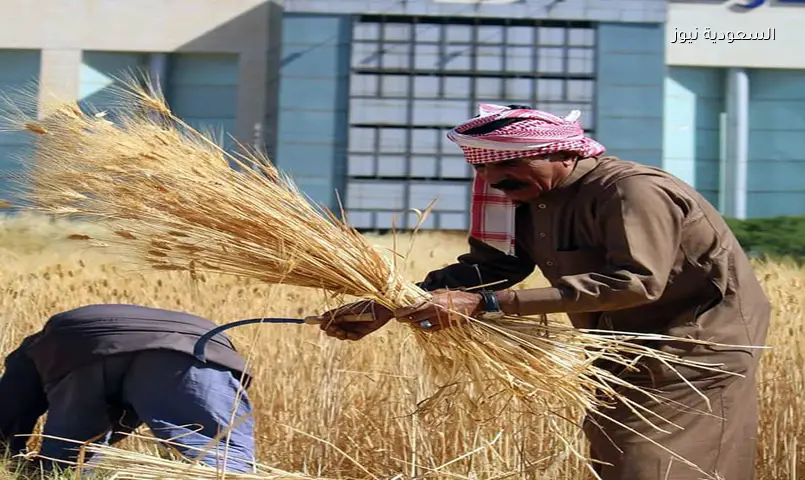 مخزون الأردن الاستراتيجي: القمح يكفي لـ 10 أشهر والشعير لـ 9