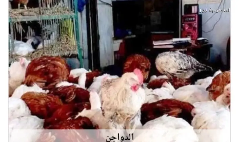 أسوان: استقرار نسبي في أسعار الدواجن والبيض اليوم الجمعة