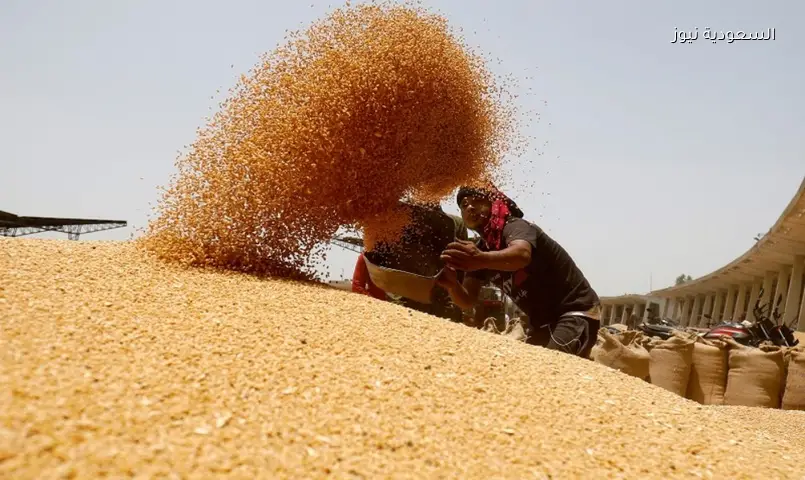 مصر ترفع احتياطي القمح: 7.7 مليون طن واردات وتغطية لـ 9 أشهر