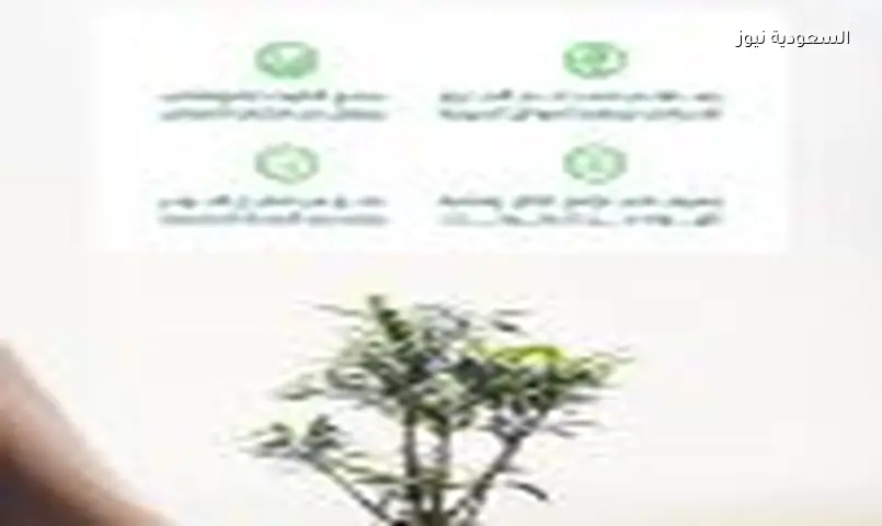 التشجير يواجه الحرارة ويحسن الحياة.. 3 فوائد بيئية كبرى