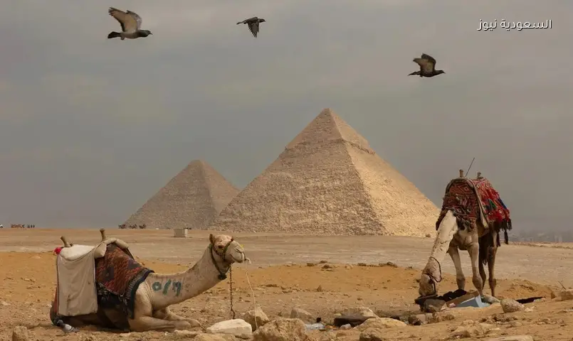 شهادة فنانة أرجنتينية: شغف كرة القدم يوحّد مصر والأرجنتين