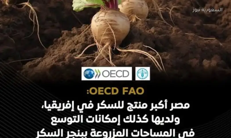 مصر تتصدر إفريقيا في إنتاج السكر بدعم حكومي وتوسع زراعي