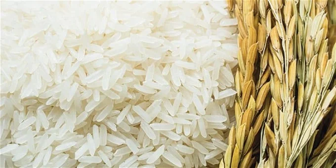 تعرف على سعر الأرز الشعير اليوم 10\10\2023 استمرار ارتفاع سعر الطن لتأخر إنتاج صنف جديد