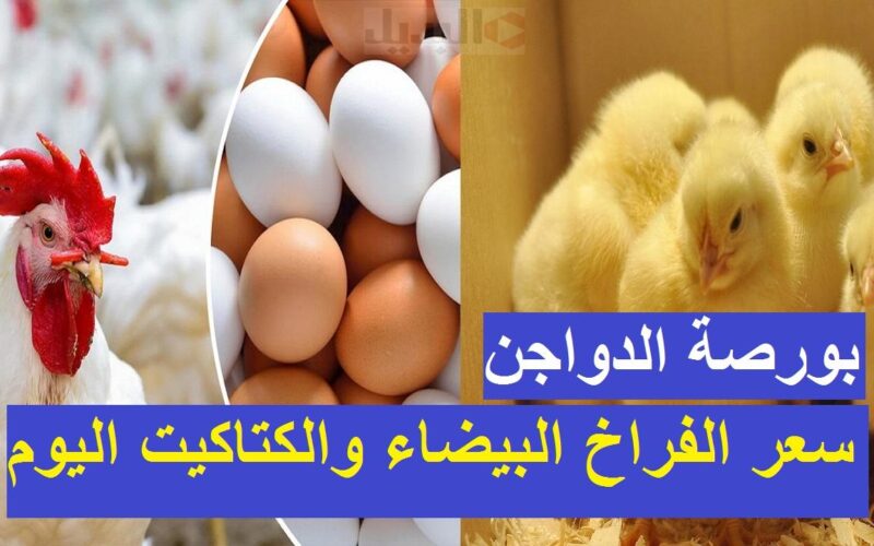 اسعار الفراخ بورصة الدواجن اليوم الاربعاء 11 اكتوبر 2023 بإنخفاض 15% بعد قرارات مجلس الوزراء