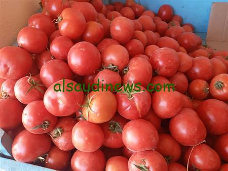 الطماطم بكام النهارده؟! أسعار الطماطم اليوم الاثنين 29 يناير 2024 في سوق الجملة للكيو