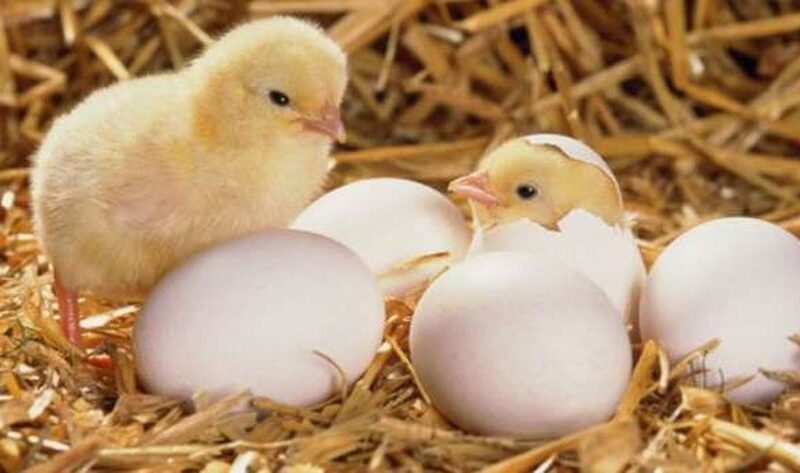 «الكتكوت بكام»…. اسعار الكتاكيت البيضة اليوم عمر يوم في بورصه الدواجن الأربعاء 31 يناير