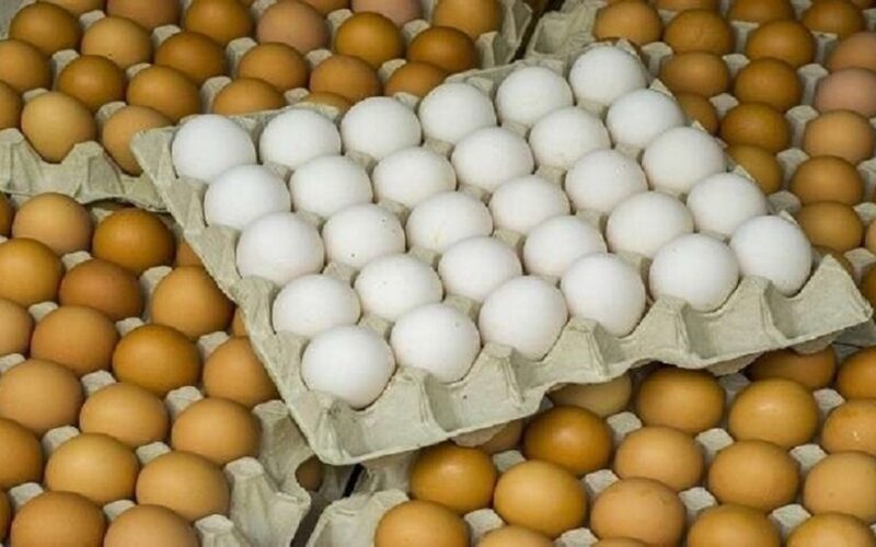“خزني دلوقتي لرمضان”… سعر كرتونة البيض اليوم 18 يناير 2024 في الاسواق بكام البيضة انهارده