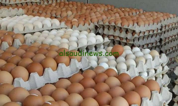 البيضة بـ5 جنية.. سعر طبق البيض اليوم للمستهلك 31 يناير 2024 أسعار البيض الأحمر والأبيض من المزارع