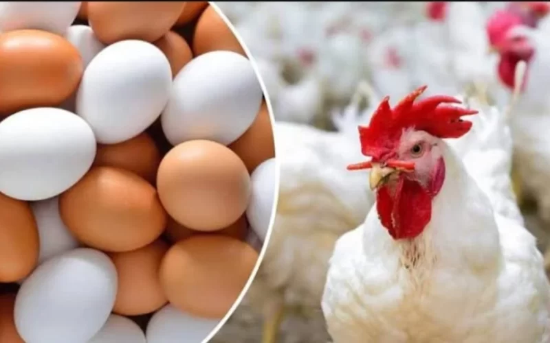 «البيضة ب 6جنيه».. سعر كرتونة البيض اليوم الخميس 1 فبراير 2024 في جميع الأسواق