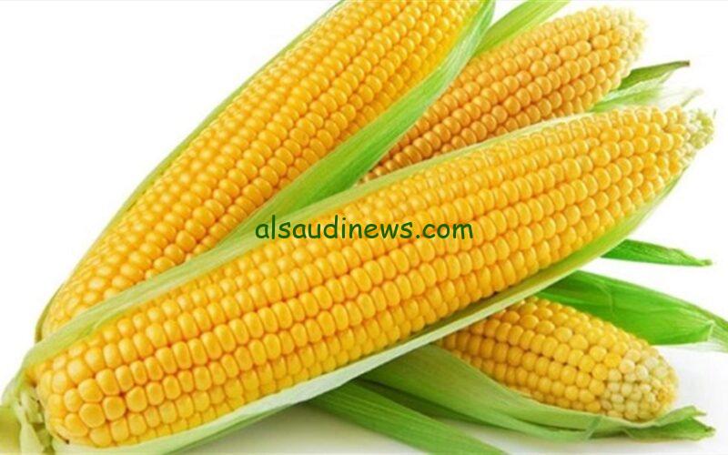 سعر طن الذرة الصفراء اليوم الثلاثاء 20-2-2024