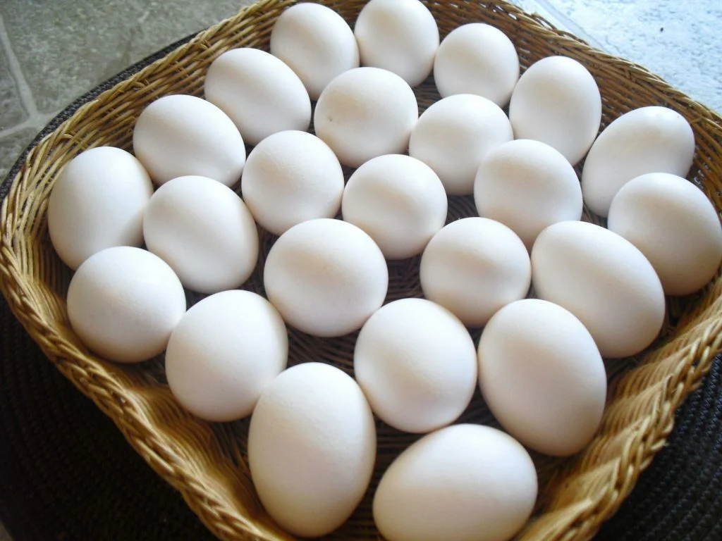 سعر كرتونة البيض اليوم السبت 24-2-2024