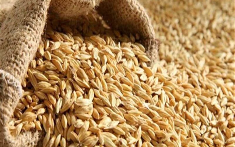 ربنا يعين المواطن .. سعر طن الأرز الشعير اليوم الإثنين 12 فبراير 2024 في الأسواق والمحلات
