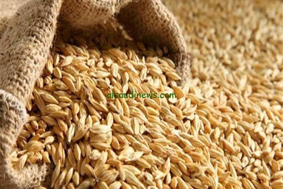 سعر طن الأرز الشعير اليوم