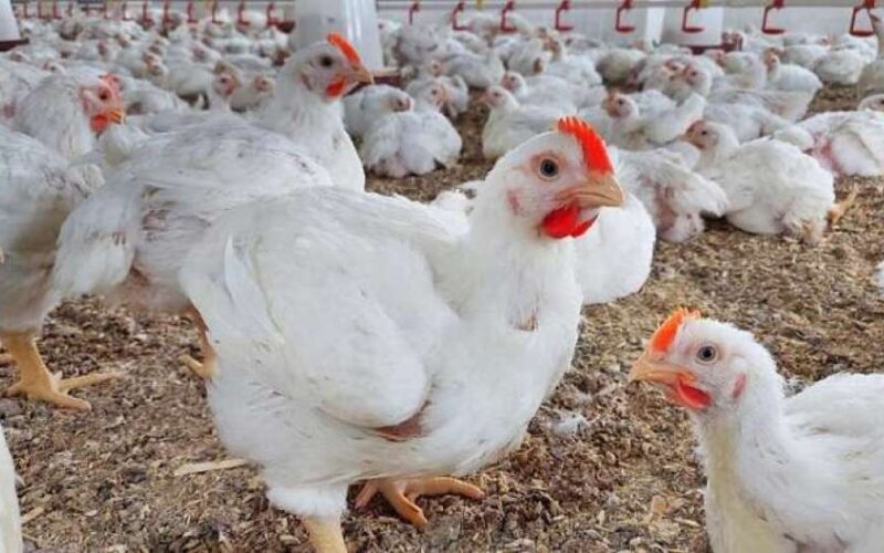 تراجع في كيلو الدجاج اليوم… سعر الفراخ البيضاء والبط والكتكوت وكرتونة البيض