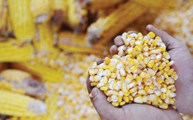 هبوط ملحوظ| سعر طن الذرة الصفراء اليوم الاثنين 12 فبراير 2024 في الأسواق