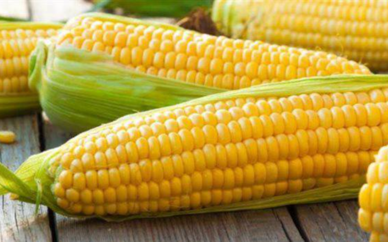 “بكام طن الذرة الصفرا النهاردة؟” سعر طن الذرة الصفراء اليوم الخميس 7-3-2024