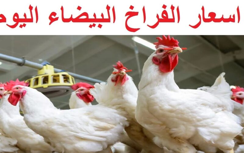 البانية بكام ؟.. بورصة الدواجن اسعار الفراخ البيضاء اليوم 6 مايو 2024 فى الاسواق والمزارع للمستهلك