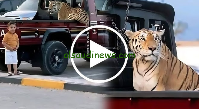 القصة كاملة .. فيديو الطفل سالم والنمر وتفاصيل المأساة كاملة