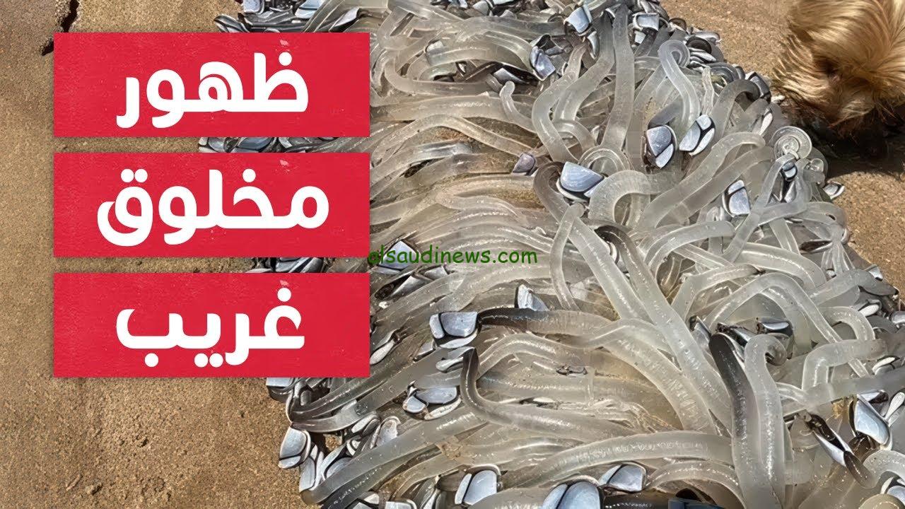 ” كائن فضائي ” صور مخلوق غريب في استراليا 2024 ما حقيقته القصة الكاملة هنــــا