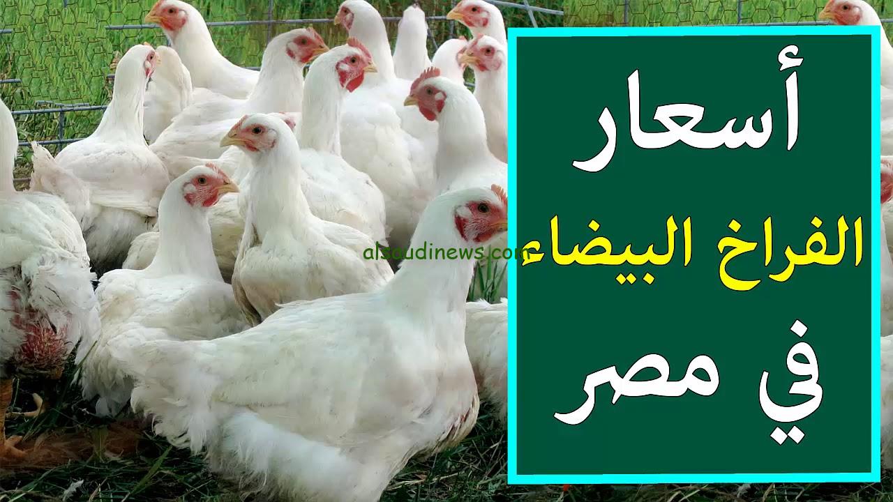 أسعار الفراخ البيضاء اليوم