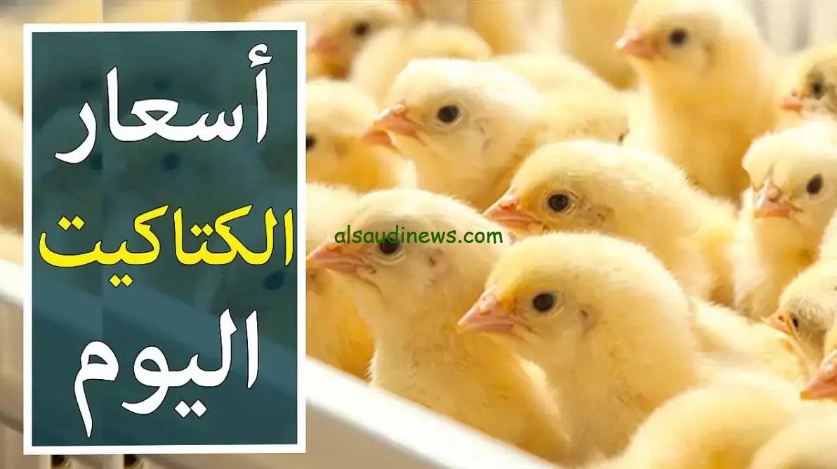 سعر الكتكوت الابيض اليوم