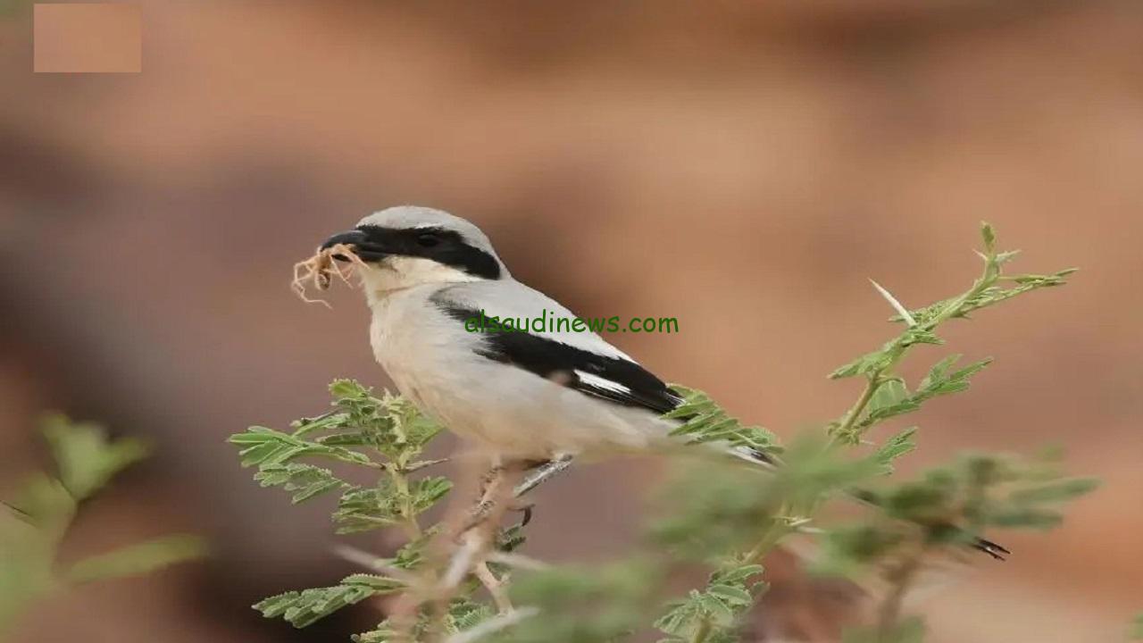 رصد طائر الصرد الرمادي الصغير في طريف يعكس استقرار النظام البيئي