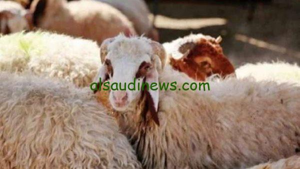 أسعار الأضاحي لعام 2025 تثير التوقعات مع اقتراب عيد الأضحى