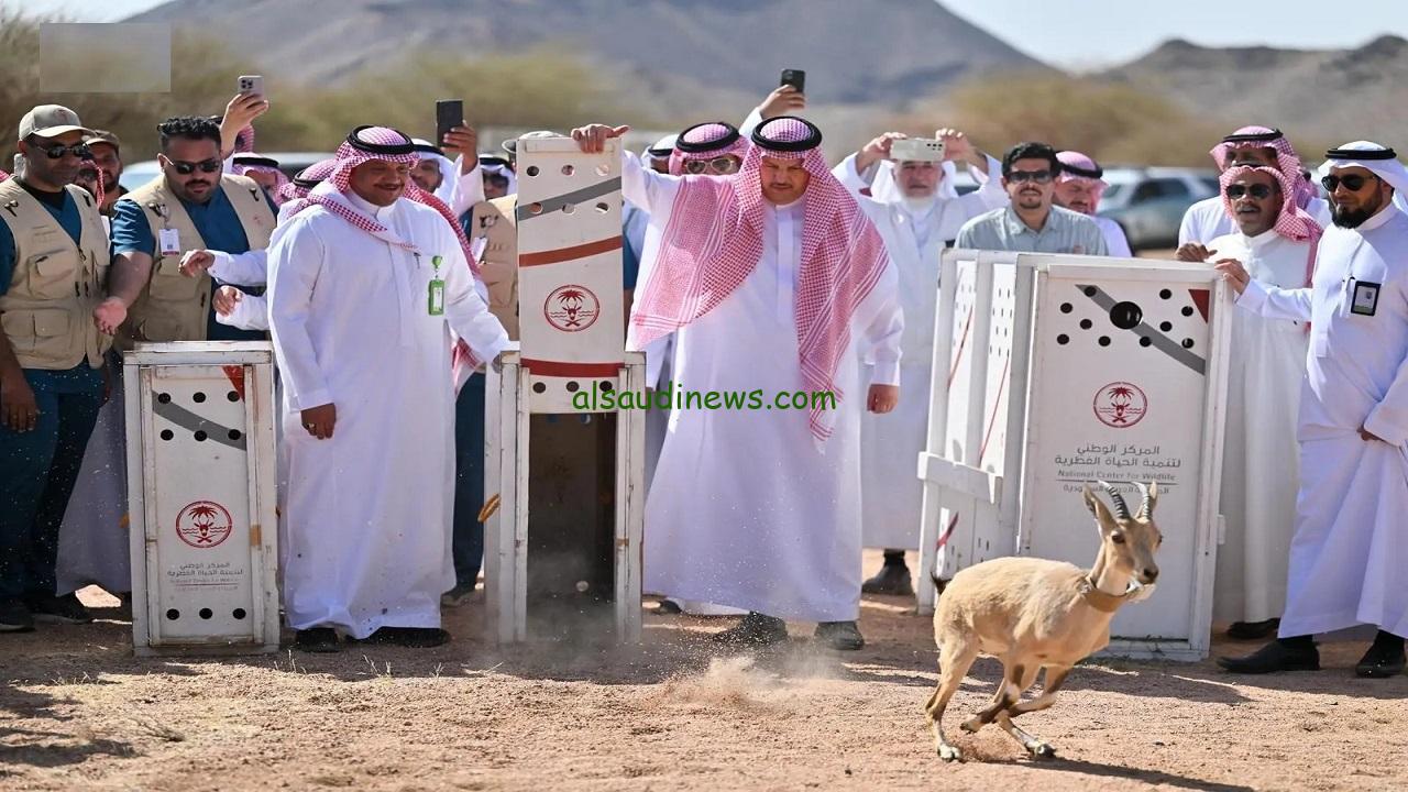 إطلاق 22 كائنًا مهددًا بالانقراض في المدينة المنورة لتعزيز التنوع الأحيائي