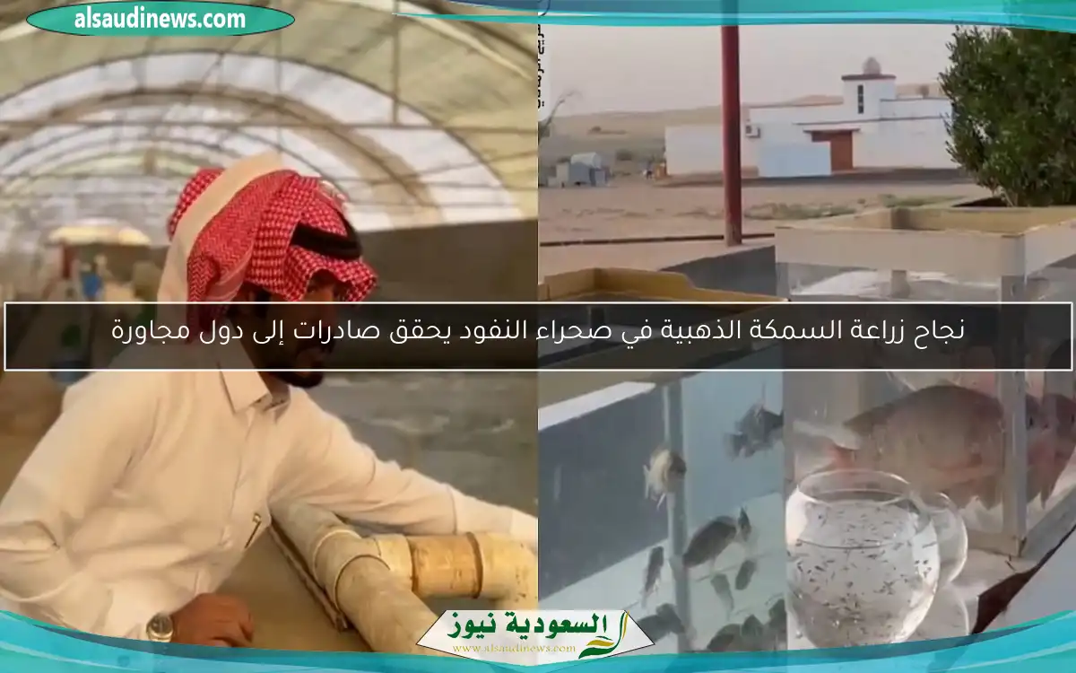 نجاح زراعة السمكة الذهبية في صحراء النفود يحقق صادرات إلى دول مجاورة