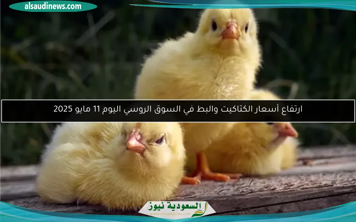 ارتفاع أسعار الكتاكيت والبط في السوق الروسي اليوم 11 مايو 2025