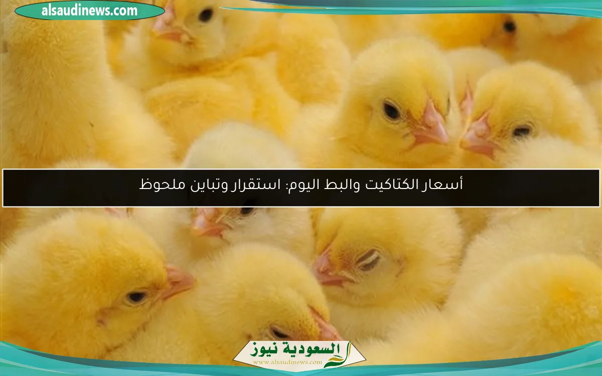 أسعار الكتاكيت والبط اليوم: استقرار وتباين ملحوظ