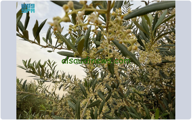 تزهير الزيتون في الجوف يبشر بإنتاج وفير هذا الموسم