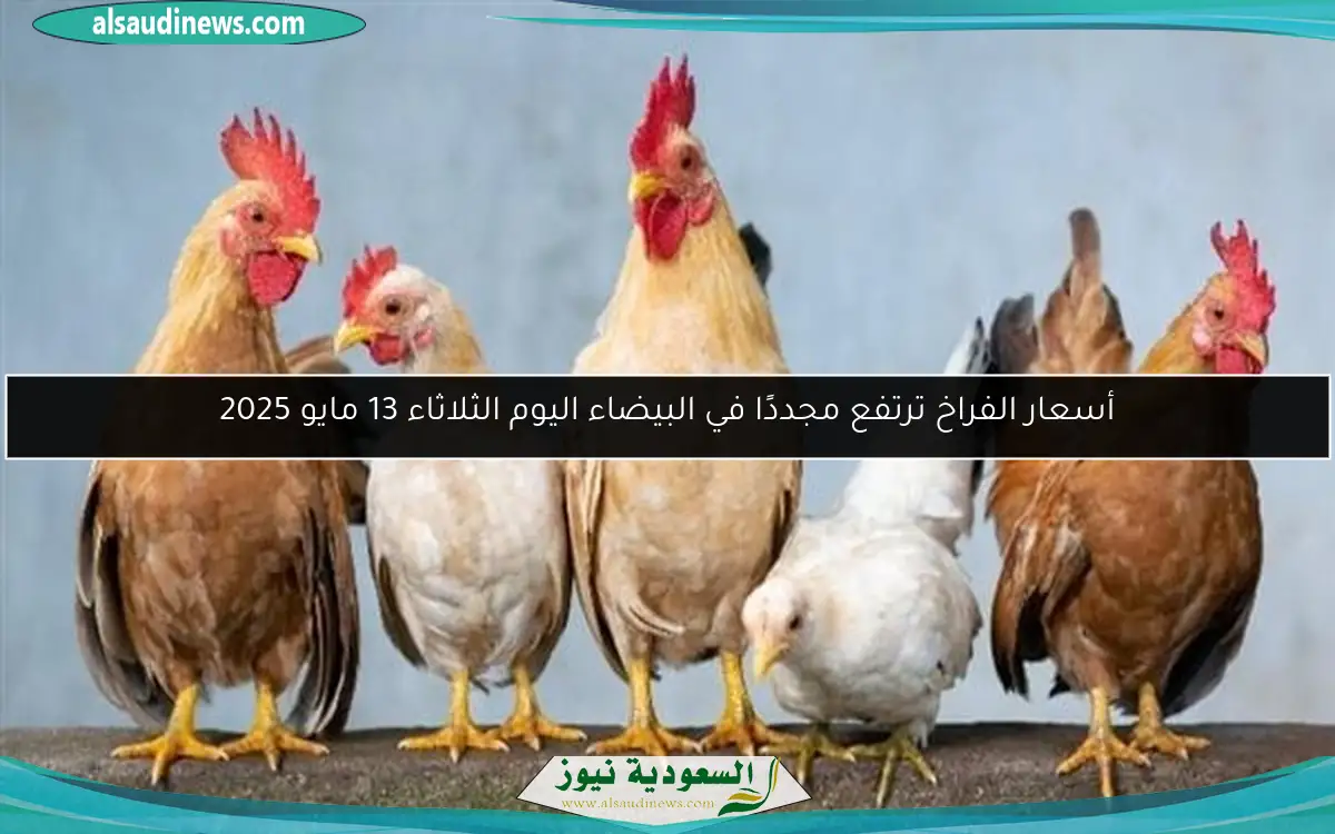 أسعار الفراخ ترتفع مجددًا في البيضاء اليوم الثلاثاء 13 مايو 2025