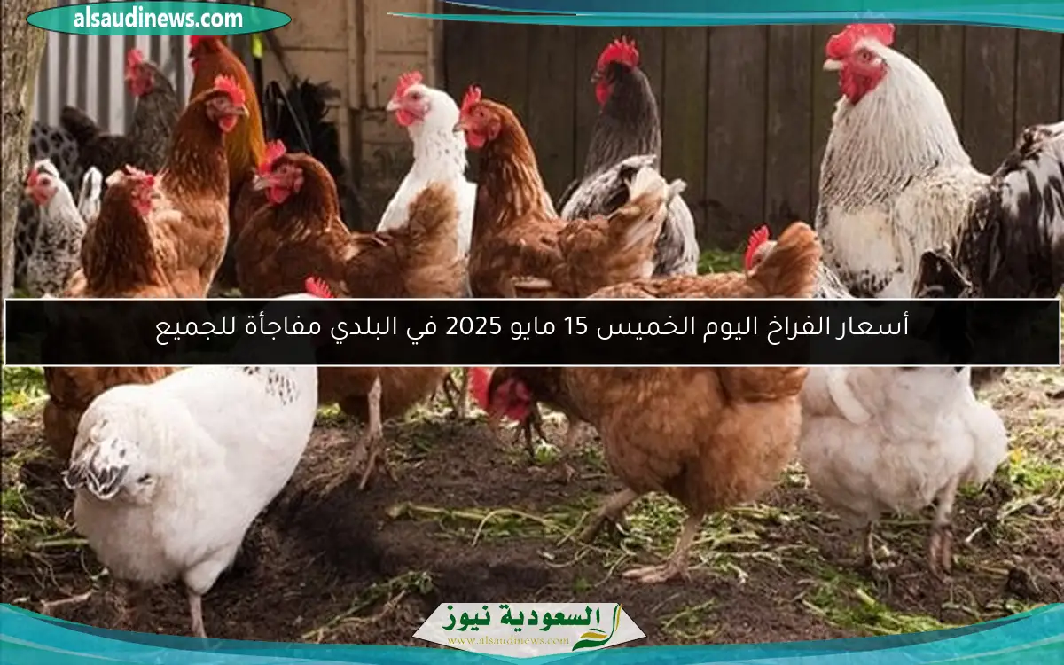 أسعار الفراخ اليوم الخميس 15 مايو 2025 في البلدي مفاجأة للجميع