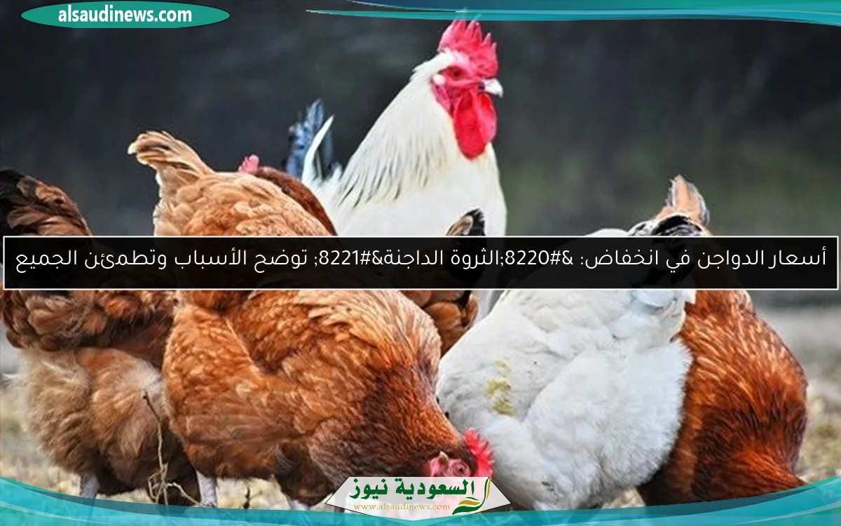 أسعار الدواجن في انخفاض: “الثروة الداجنة” توضح الأسباب وتطمئن الجميع