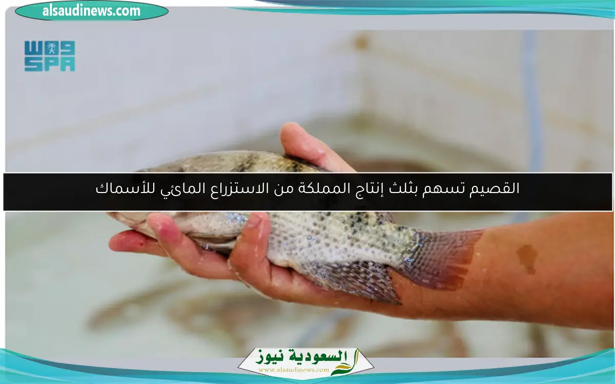 القصيم تسهم بثلث إنتاج المملكة من الاستزراع المائي للأسماك