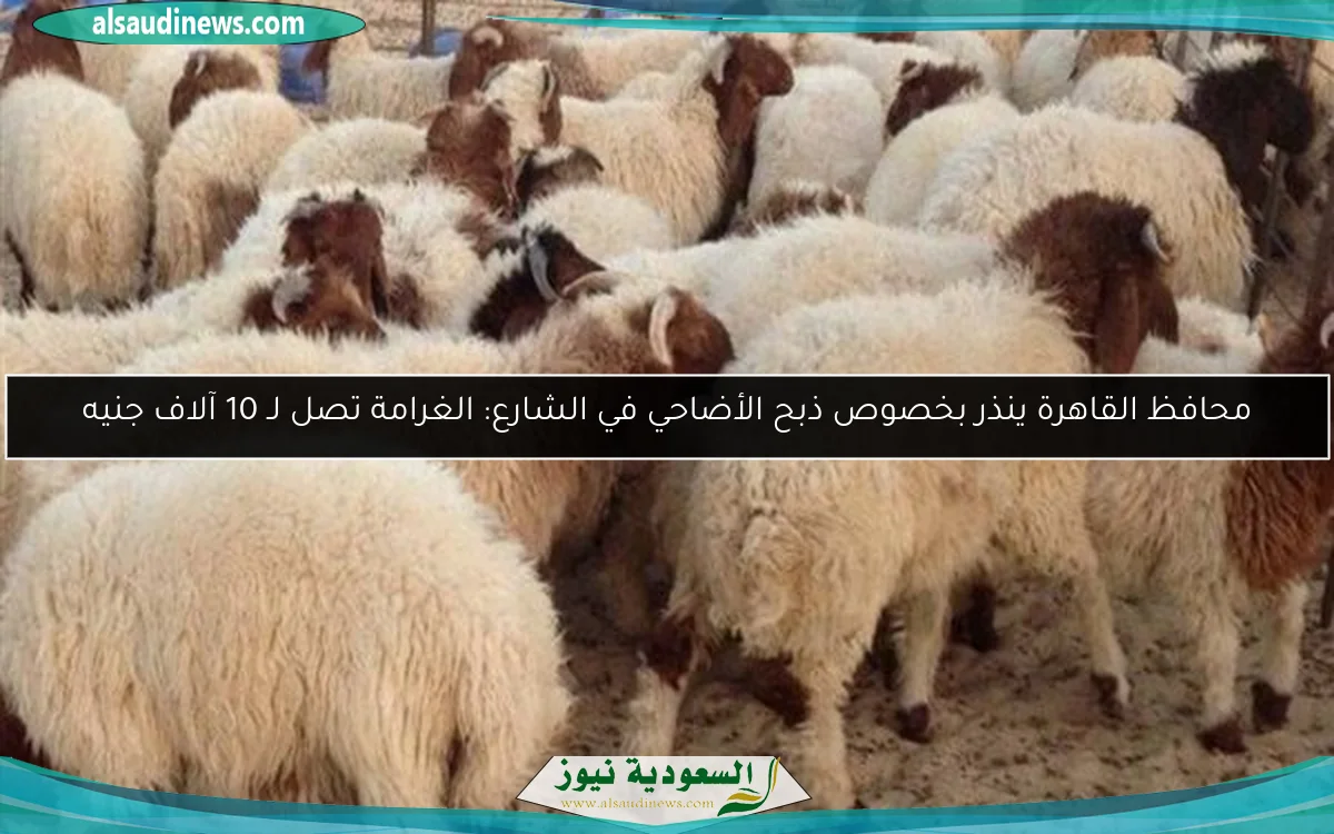 محافظ القاهرة ينذر بخصوص ذبح الأضاحي في الشارع: الغرامة تصل لـ 10 آلاف جنيه