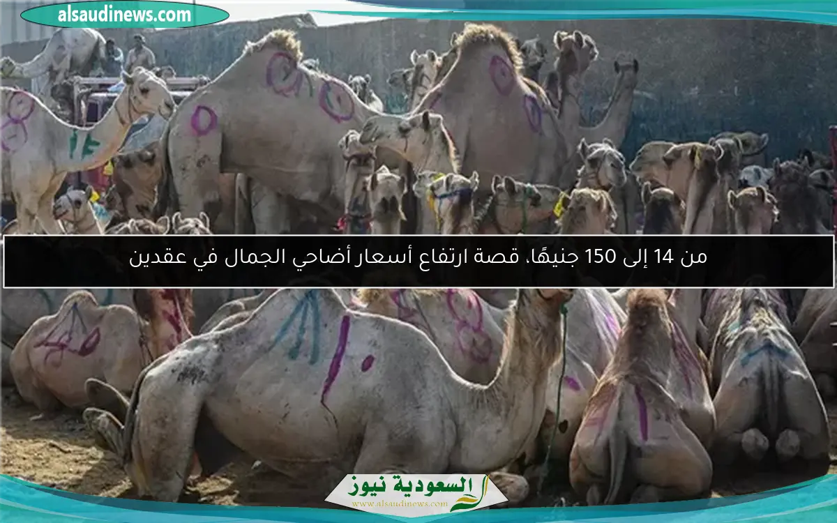 من 14 إلى 150 جنيهًا، قصة ارتفاع أسعار أضاحي الجمال في عقدين