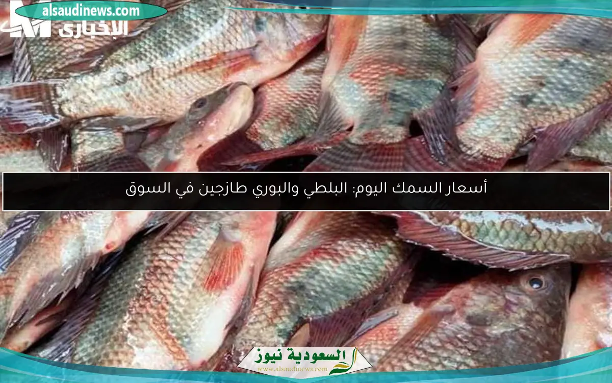 أسعار السمك اليوم: البلطي والبوري طازجين في السوق