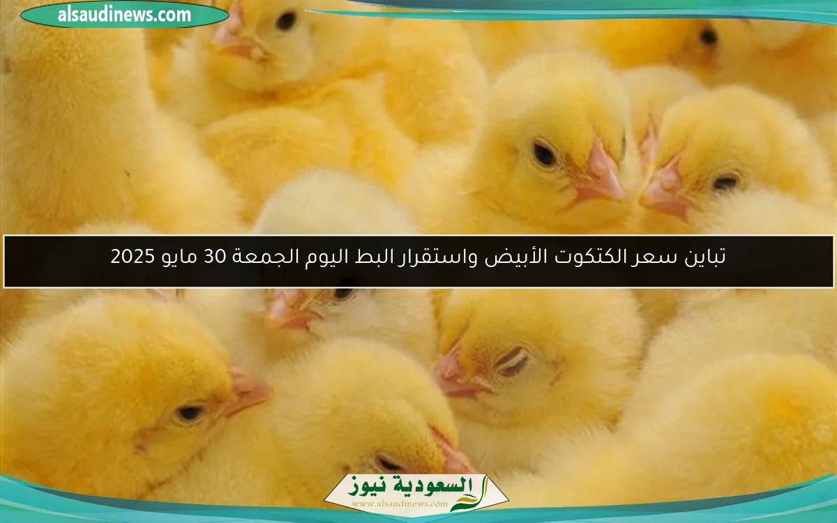 تباين سعر الكتكوت الأبيض واستقرار البط اليوم الجمعة 30 مايو 2025