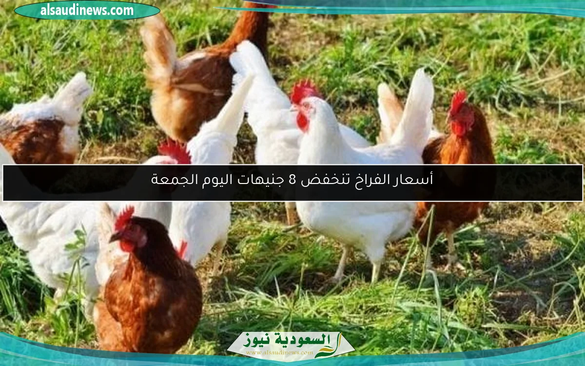 أسعار الفراخ تنخفض 8 جنيهات اليوم الجمعة