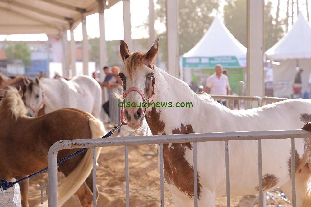 ختام مهرجان الأنعام الأول ودوره في دعم المربين وتعزيز الأمن الغذائي