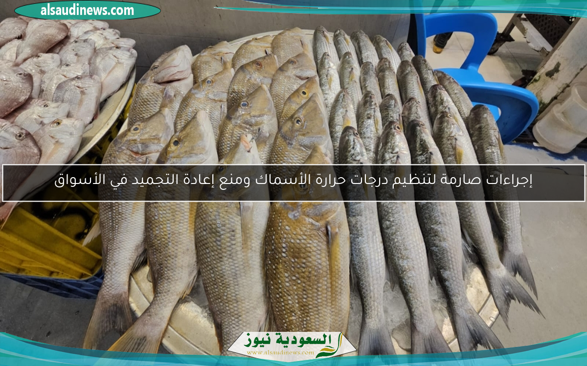 إجراءات صارمة لتنظيم درجات حرارة الأسماك ومنع إعادة التجميد في الأسواق