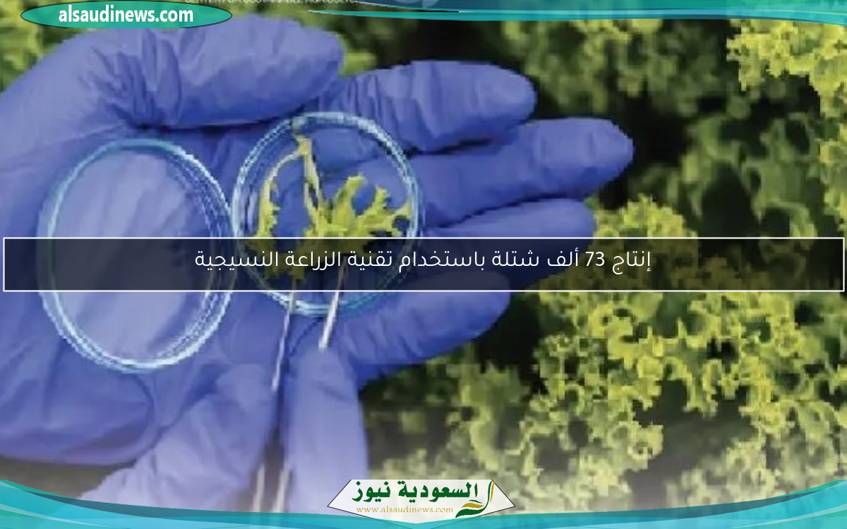 إنتاج 73 ألف شتلة باستخدام تقنية الزراعة النسيجية