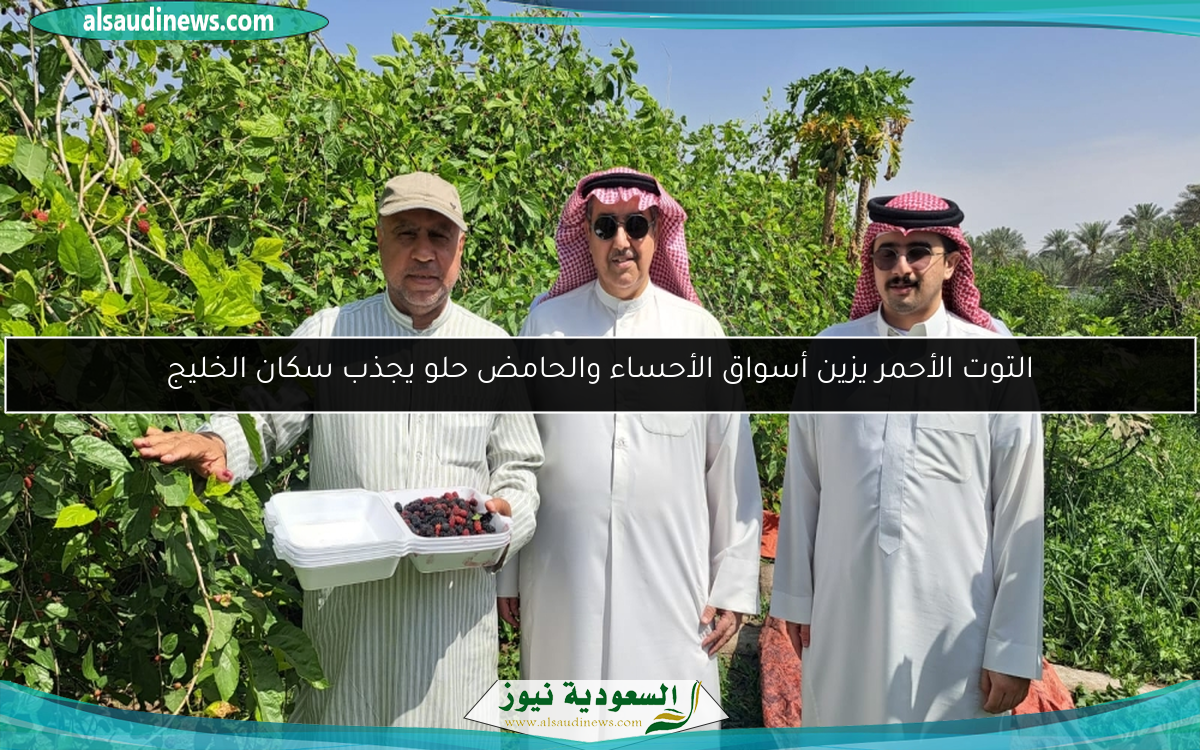 التوت الأحمر يزين أسواق الأحساء والحامض حلو يجذب سكان الخليج